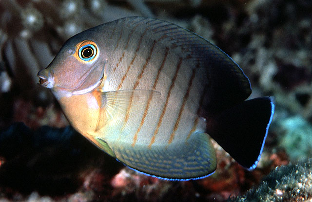 Acanthurus tristis